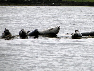 Animal world nature sea