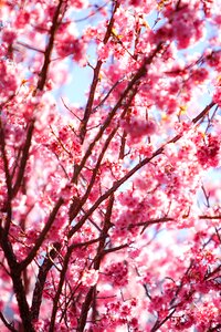 Pink landscape plant