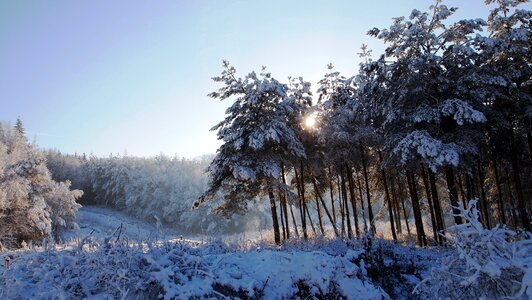 Snow sun tree photo