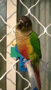 Green yellow red