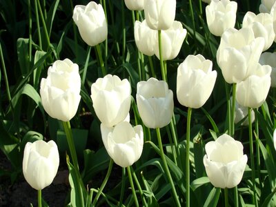 Flora spring garden