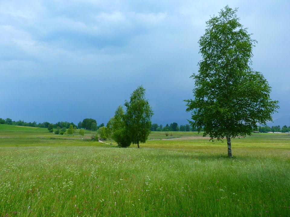 Trees nature gewitterstimmung