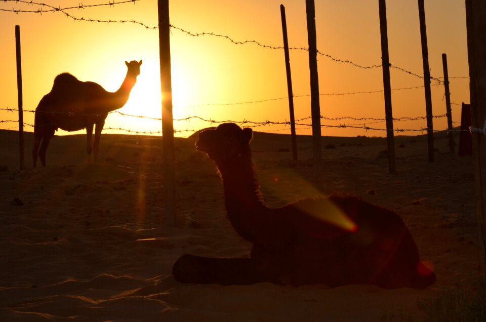 Desert abu dhabi camels