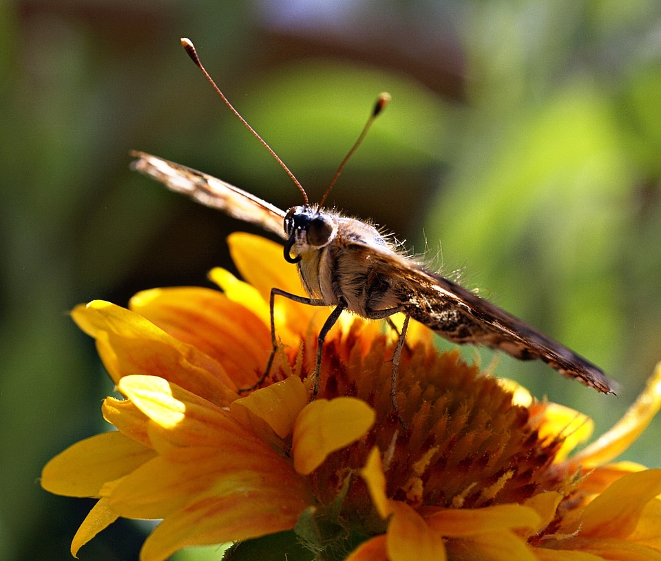 Yellow nature macro