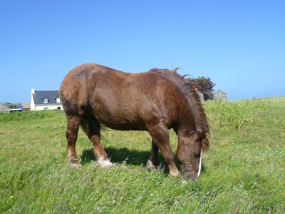 Isle of batz horse prairie