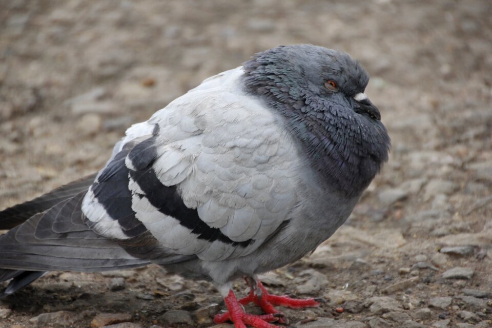 Bird nature season