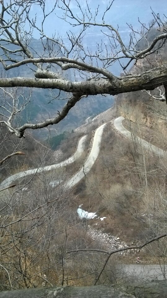 Mountain branch curved