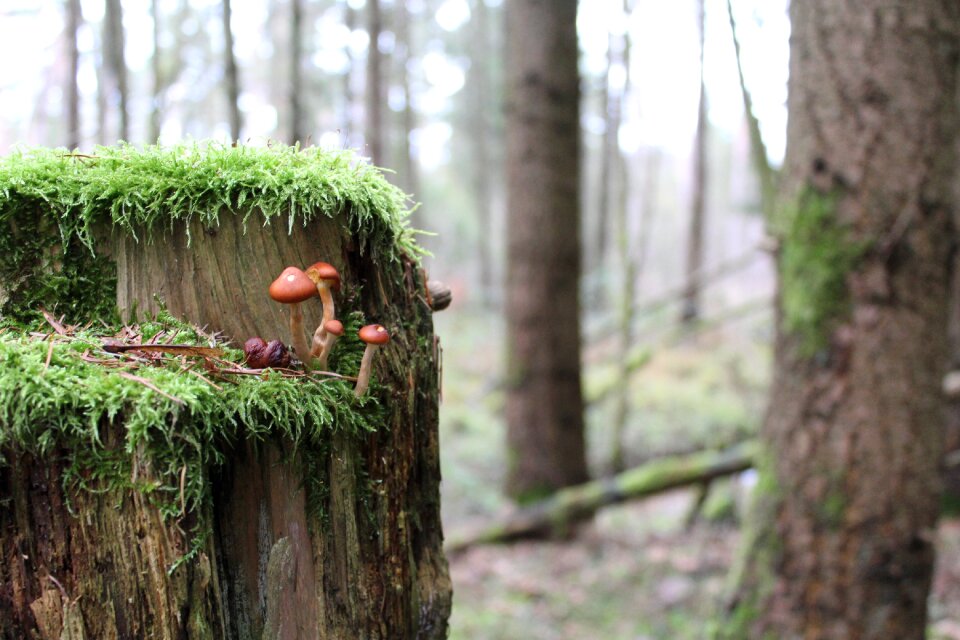 Mushrooms autumn nature