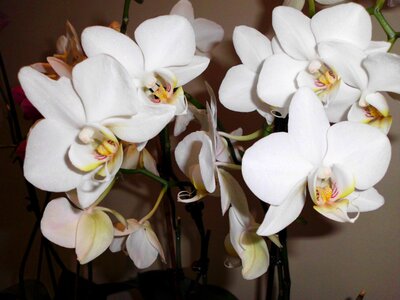 Flowers flower white flower