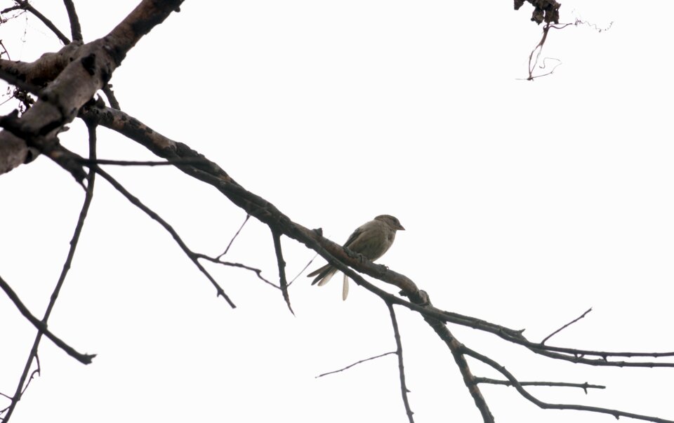 Nature animal sparrow photo