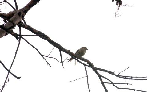 Nature animal sparrow
