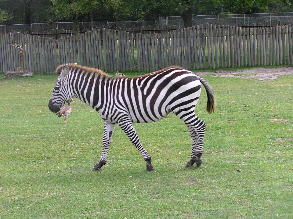 Nature animal safari