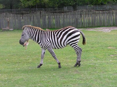 Nature animal safari