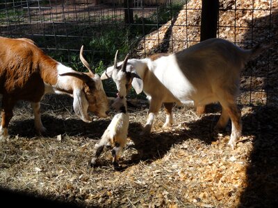 Animal farm agriculture