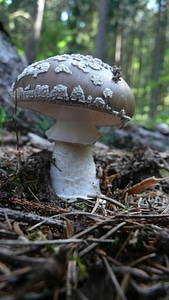 Mushroom macro season photo