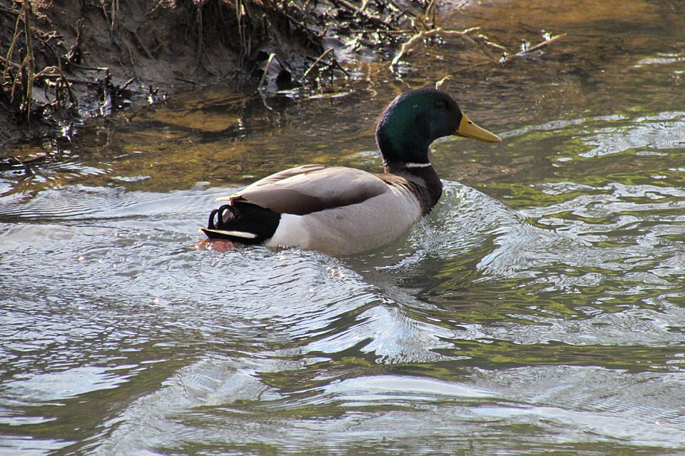 Mallard water bird drake