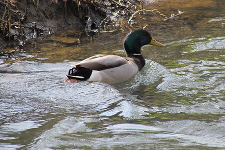 Mallard water bird drake photo