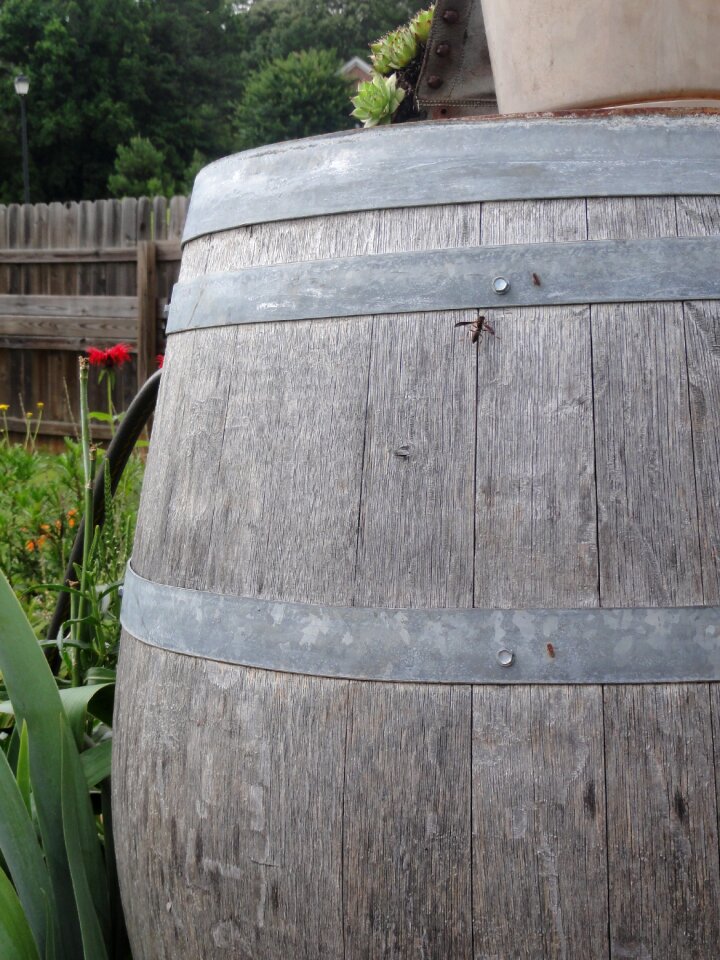 Wooden barrel garden