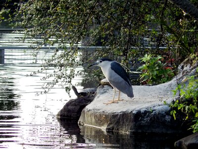 Bird wu ran briskly fly bird