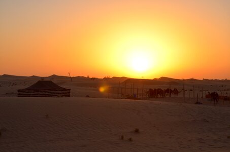 Desert abu dhabi camels