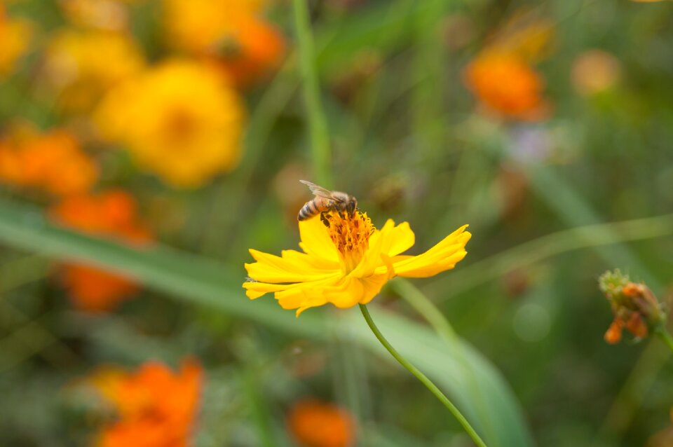 Bee flower nature
