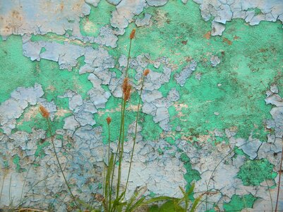 Plant stones ruin
