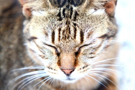 Pet xie cat