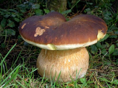 Fungus nature mushrooms