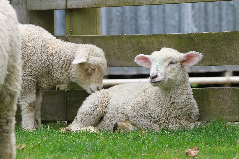 Countryside north island animal