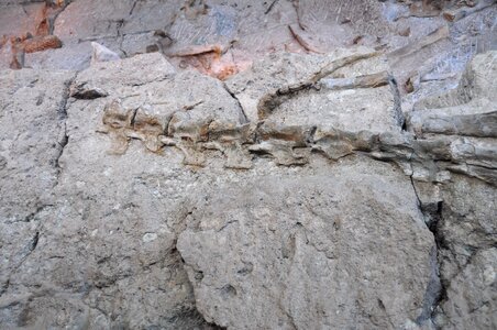 Bones jurassic