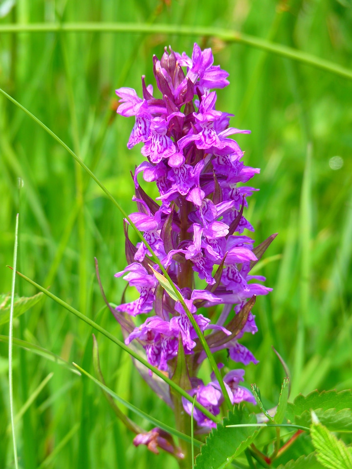 Orchid western marsh western marsh knabenkraut