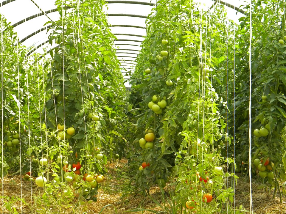 Agriculture bio tomatoes