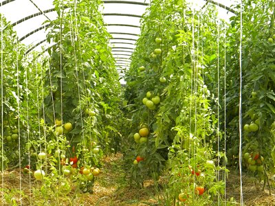 Agriculture bio tomatoes