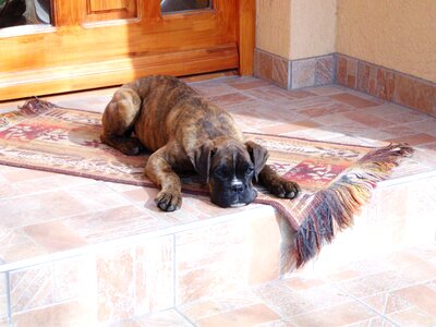 Boxer puppy pet