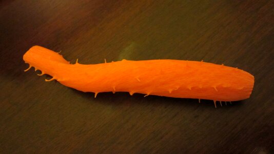 Carrot vegetable orange