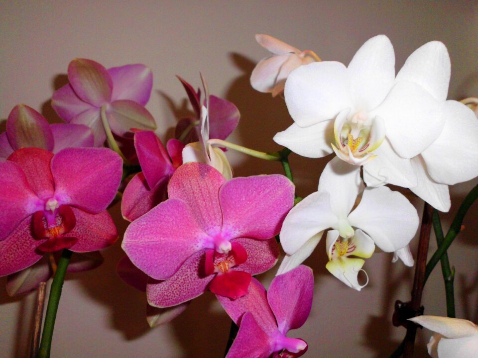 Flowers white flower pink flower