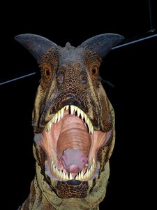 Palaeontology dangerous teeth photo