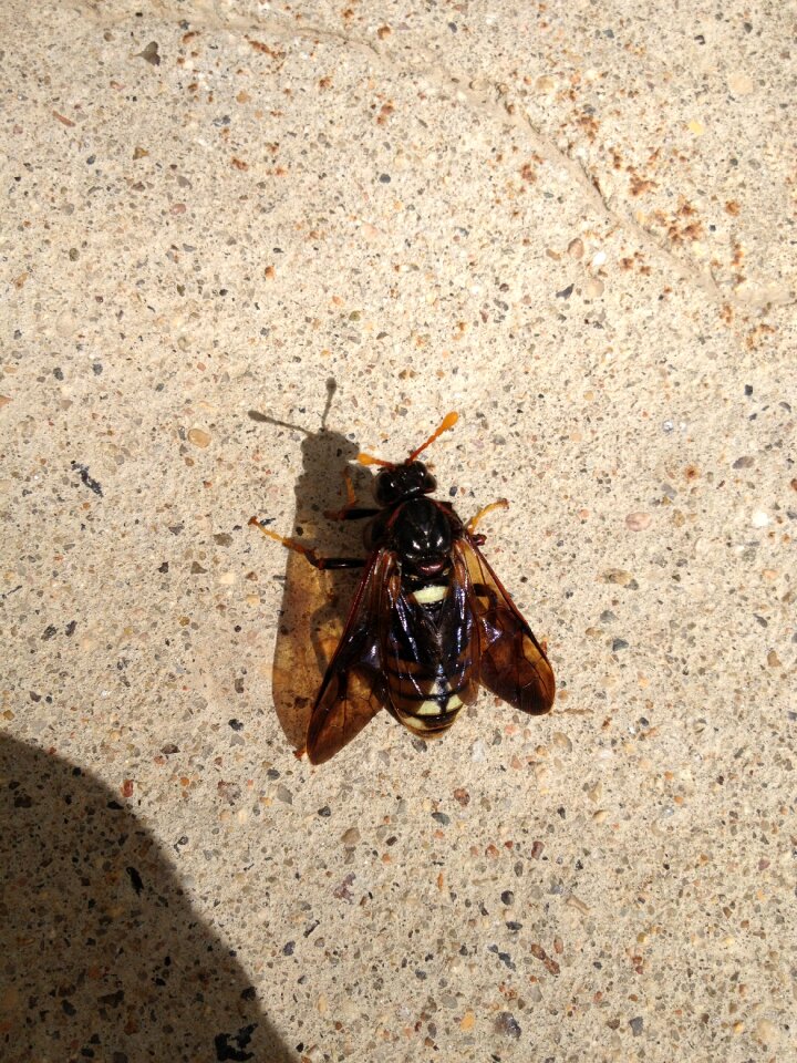 Bumble antenna sting