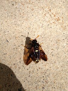 Bumble antenna sting