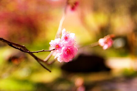 Pink landscape plant