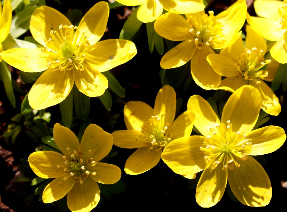 Yellow bright spring