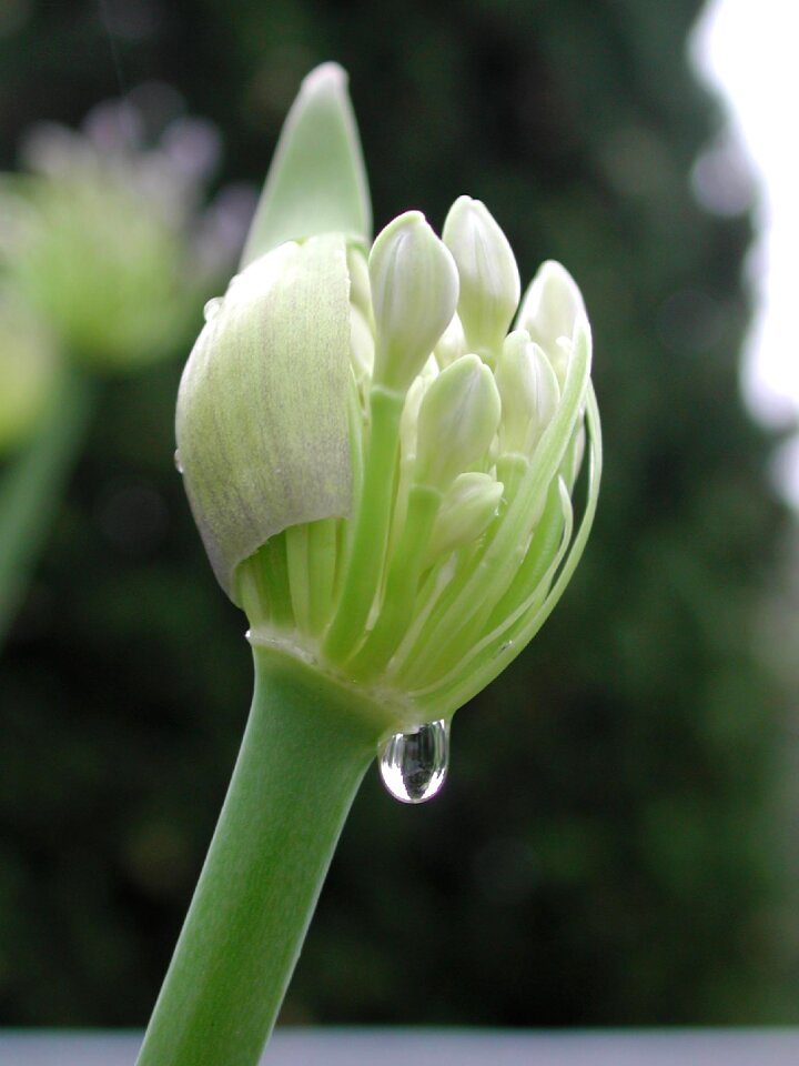 Agapanthus drop water flower