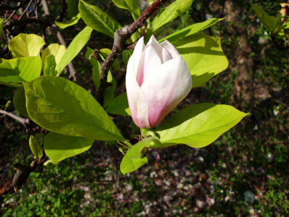 Spring flower pink magnolia