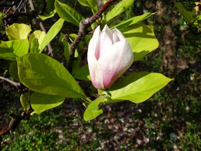 Spring flower pink magnolia photo
