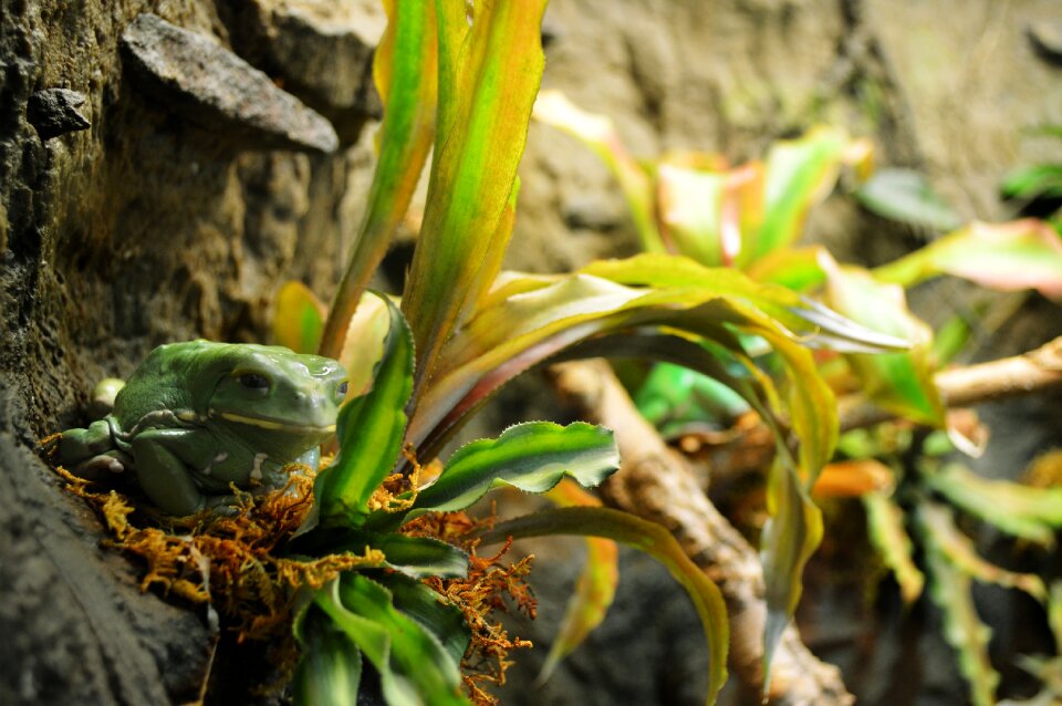 Leaf plant forest
