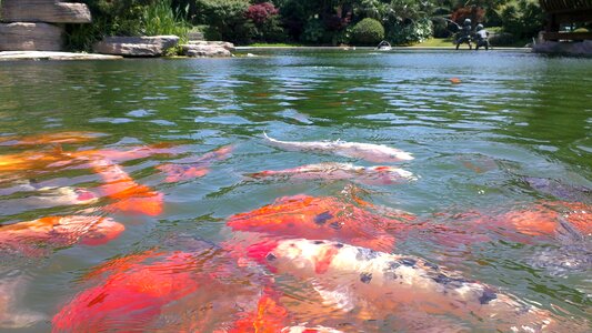 Goldfish swim pond photo