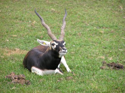 Safari herbivore endangered
