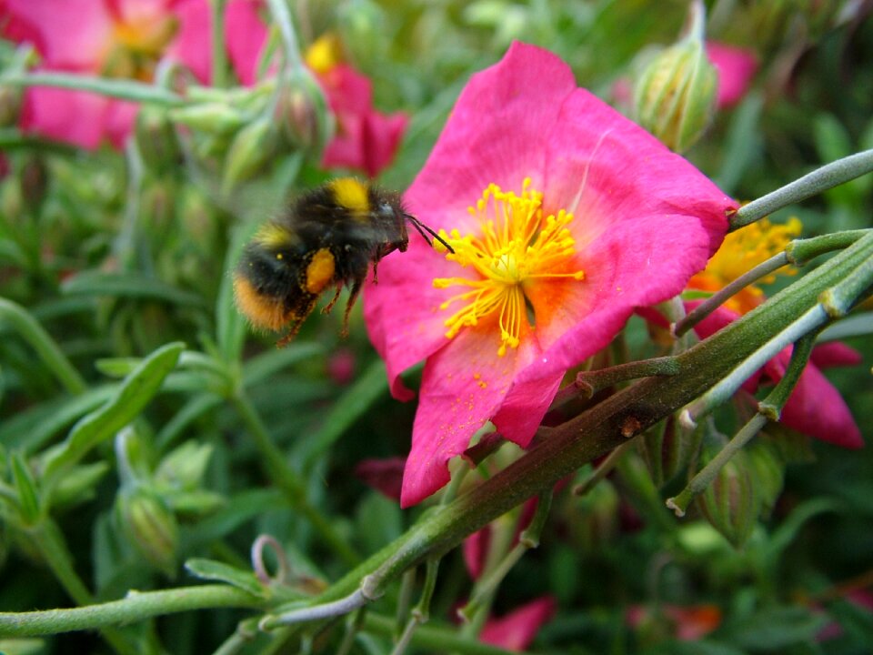 Insect summer pollen photo