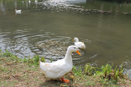 Duck ave lake photo