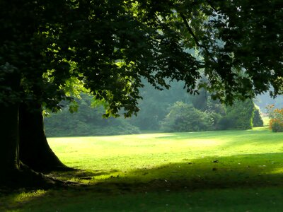 Tree park light